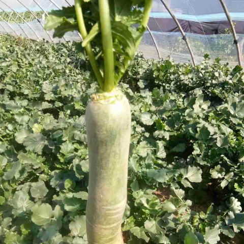 濰縣蘿卜