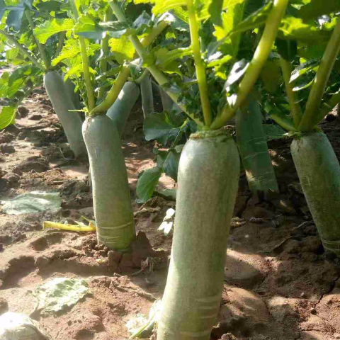 濰縣蘿卜